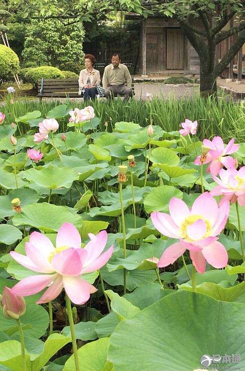 新潟市 北方文化博物馆 莲花 加茂市