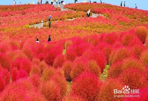 秋天日本旅游购物指南