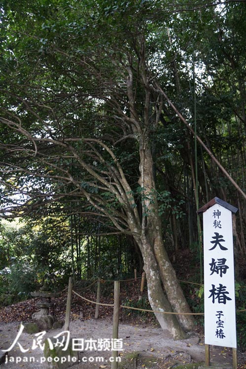 夫妇椿