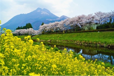 大分县 由布山 由布市
