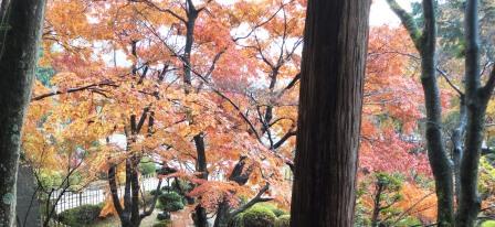 香川赏红叶名胜地