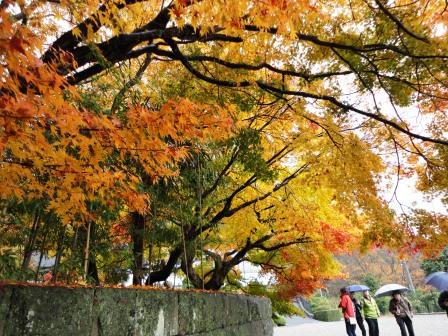 香川赏红叶名胜地