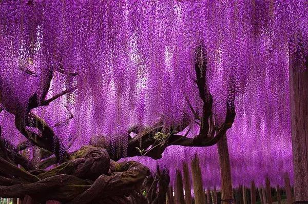 日本旅游｜这些地方才是日本秀色可餐的颜值代表