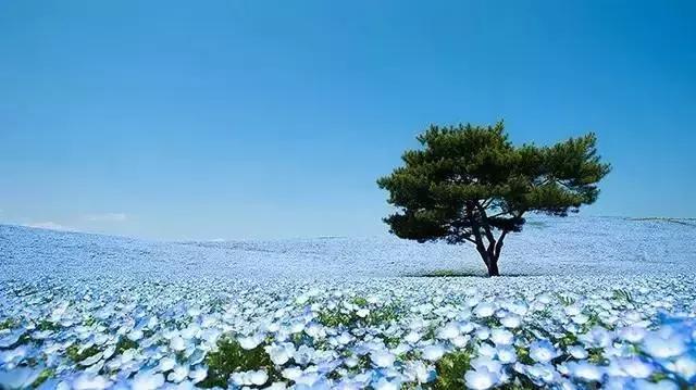 日本旅游｜这些地方才是日本秀色可餐的颜值代表