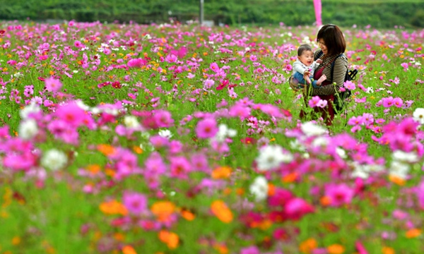 日本兵库县大波斯菊盛开 最佳观赏期持续至11月初（图片来源：朝日新闻网站）