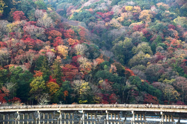 京都岚山渡月桥迎来红叶最佳观赏期（图片来源：朝日新闻网站）