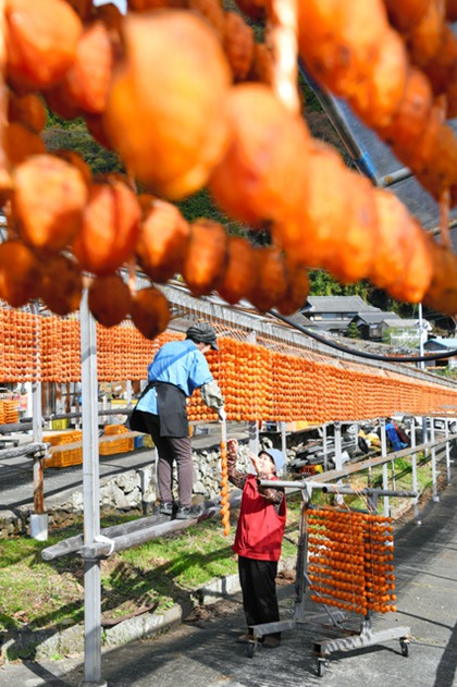 日本和歌山悬挂“串柿” 颜色鲜艳染红乡野（图片来源：朝日新闻网站）