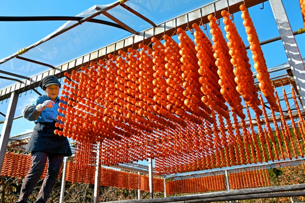 日本和歌山悬挂“串柿” 颜色鲜艳染红乡野（图片来源：朝日新闻网站）