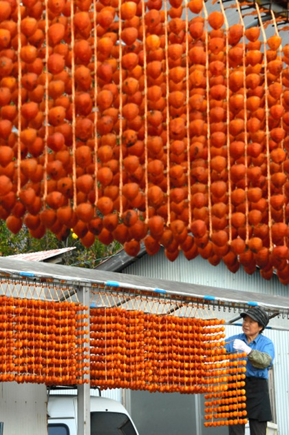 日本和歌山悬挂“串柿” 颜色鲜艳染红乡野（图片来源：朝日新闻网站）