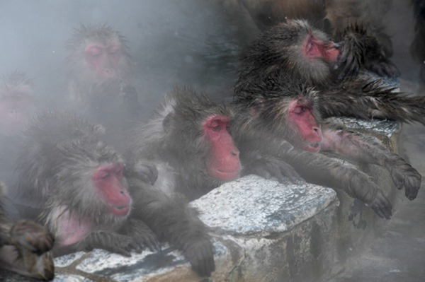 冬季来临 日本北海道猴子为御寒泡温泉（图片来源：朝日新闻网站）